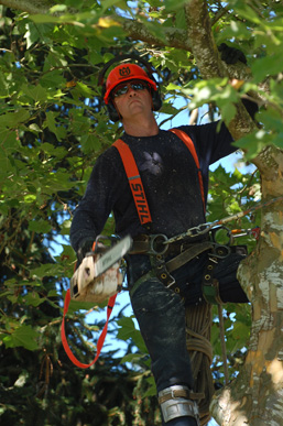 tree cutting service toronto
